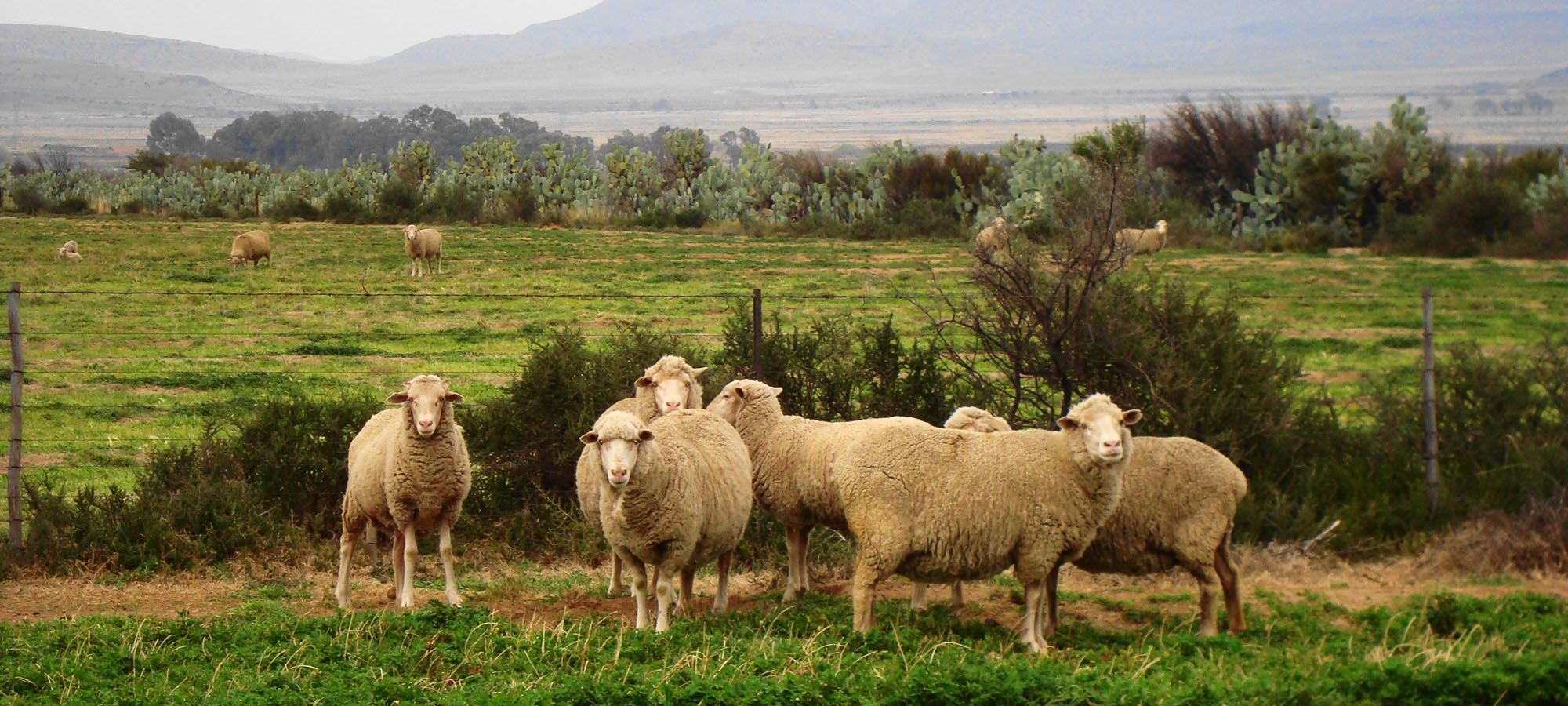 SHEEP GRAZING ON PLANTED PASTURES SLIDE